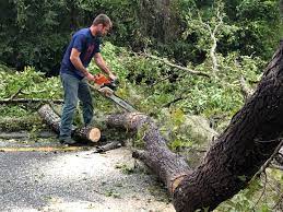 Hart, MI Tree Services Company